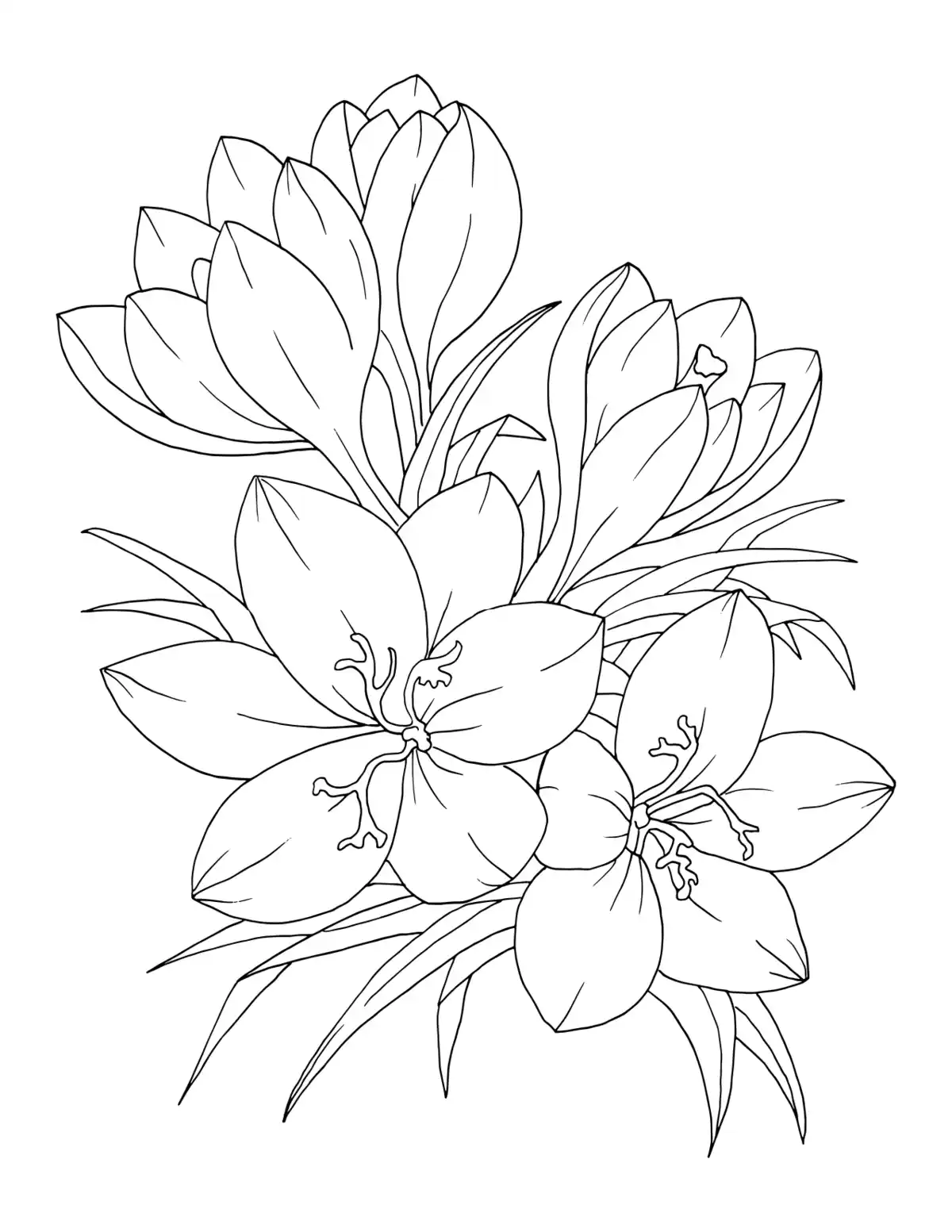 Free Coloring Pages PDF, Flower Botanical Crocus Coloring Pages Pdf